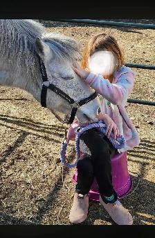 Friendly Welsh Pony Mare - Photo 7
