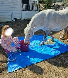 Friendly Welsh Pony Mare - Photo 9