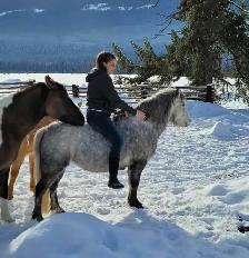 Friendly Welsh Pony Mare - Photo 10