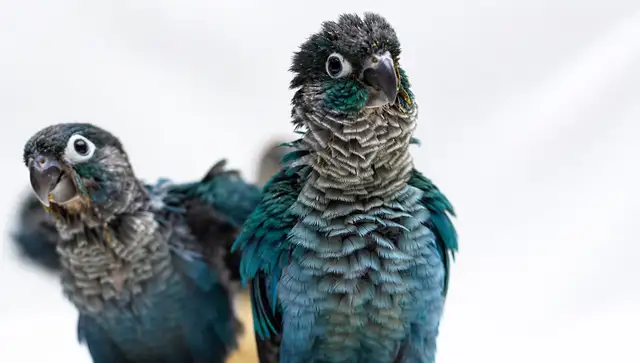 ⭐️ ⭐️ Sweet baby Conures ❤️ ❤️ cage & food ⭐️ ⭐️
