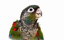 ⭐️ ⭐️ Sweet baby Conures ❤️ ❤️ cage & food ⭐️ ⭐️ - Photo 2