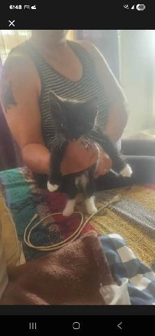 2 kittens