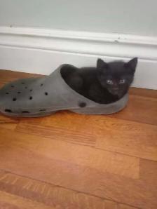 2 kittens - Photo 2