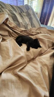 2 kittens - Photo 4