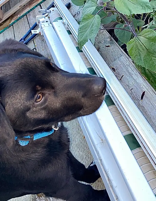 Rehoming Dog