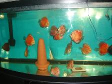 FOR SALE  BEAUTIFUL DISCUS 5 TO 6  INCH $75 EACH ( 3 FOR $200 ) - Photo 2