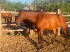 Draft cross mare