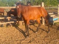 Draft cross mare - Photo 2