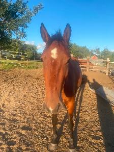 Draft cross mare - Photo 3