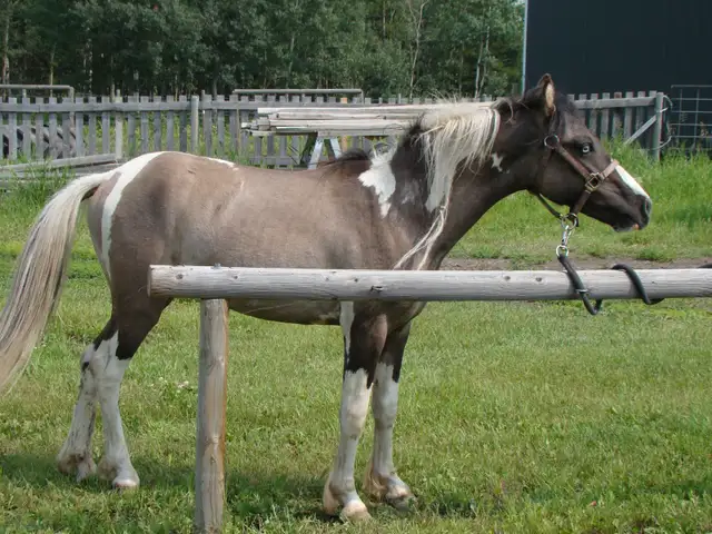 Ponies, Carts and Harnesses For Sale