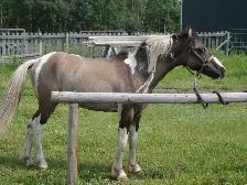 Ponies, Carts and Harnesses For Sale