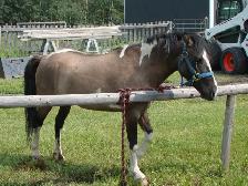 Ponies, Carts and Harnesses For Sale - Photo 2