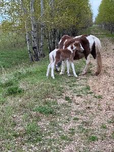 Ponies, Carts and Harnesses For Sale - Photo 3
