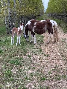 Ponies, Carts and Harnesses For Sale - Photo 4
