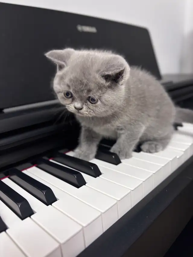 Chatons British Shorthair – disponibles pour réservation
