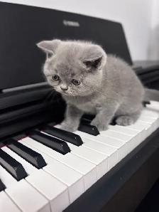 Chatons British Shorthair – disponibles pour réservation