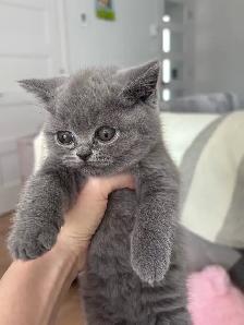 Chatons British Shorthair – disponibles pour réservation - Photo 3