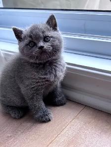 Chatons British Shorthair – disponibles pour réservation - Photo 4