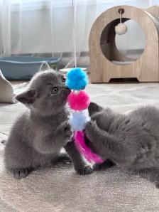 Chatons British Shorthair – disponibles pour réservation - Photo 5