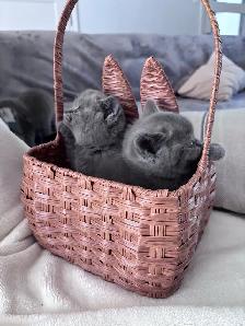 Chatons British Shorthair – disponibles pour réservation - Photo 6