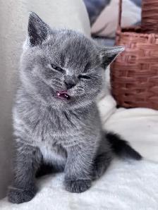Chatons British Shorthair – disponibles pour réservation - Photo 7