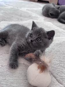 Chatons British Shorthair – disponibles pour réservation - Photo 8