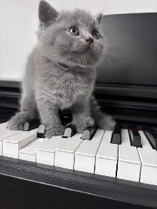Chatons British Shorthair – disponibles pour réservation - Photo 10