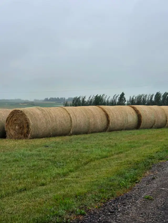 Organic Hay Bales