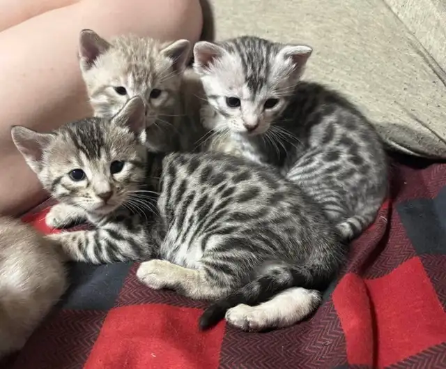 chaton bengal