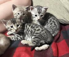 chaton bengal