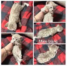 chaton bengal - Photo 2