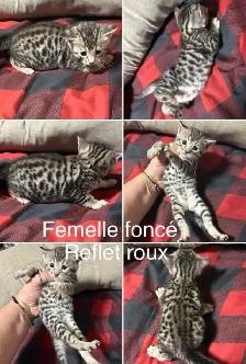 chaton bengal - Photo 3