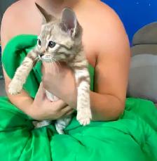 chaton bengal - Photo 4