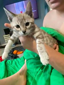 chaton bengal - Photo 5