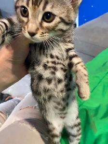 chaton bengal - Photo 6