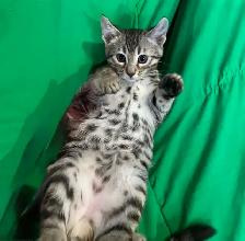 chaton bengal - Photo 7