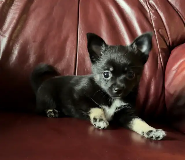 Beautiful Pom Chi Babies