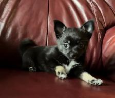Beautiful Pom Chi Babies
