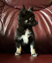 Beautiful Pom Chi Babies - Photo 2