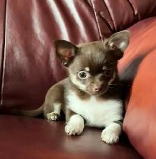 Beautiful Pom Chi Babies - Photo 3