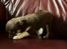 Beautiful Pom Chi Babies - Photo 4