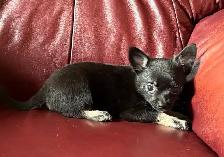 Beautiful Pom Chi Babies - Photo 5