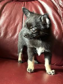 Beautiful Pom Chi Babies - Photo 6