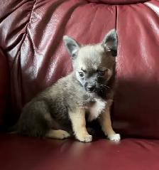 Beautiful Pom Chi Babies - Photo 7