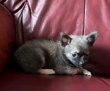 Beautiful Pom Chi Babies - Photo 8