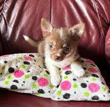 Beautiful Pom Chi Babies - Photo 9