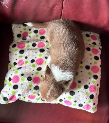 Beautiful Pom Chi Babies - Photo 10