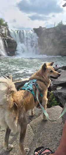 PROFESSIONAL DOG BOARDING /DOG TRAINING - Photo 2