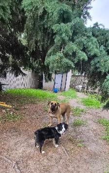 PROFESSIONAL DOG BOARDING /DOG TRAINING - Photo 3