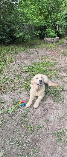 PROFESSIONAL DOG BOARDING /DOG TRAINING - Photo 4